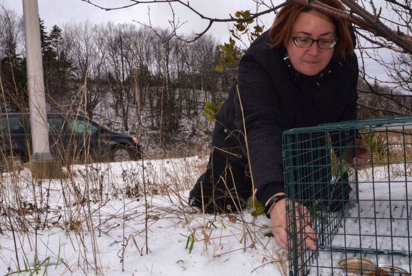 
Nicole Wournell, of Cat Rescue Maritimes’ Antigonish chapter, checks the food in a live trap set for a feral kitten near the Canso Causeway on Friday. - Aaron Beswick
