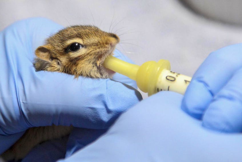 
A baby chipmunk is fed via syringe at the Cobequid Wildlife Rehabilitation Centre near Brookfield. The centre will hold a special Giving Tuesday event at Argyle Fine Art, at Barrington and Blowers streets, from 10 a.m. to noon. - Tim Krochak / File
