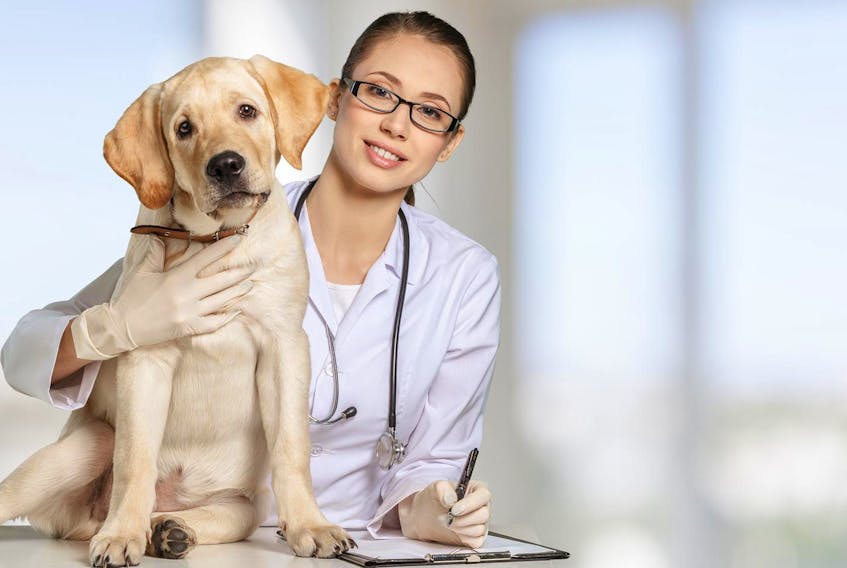 
It’s important to recognize the dedication and demands of veterinarians. - 123RF 
