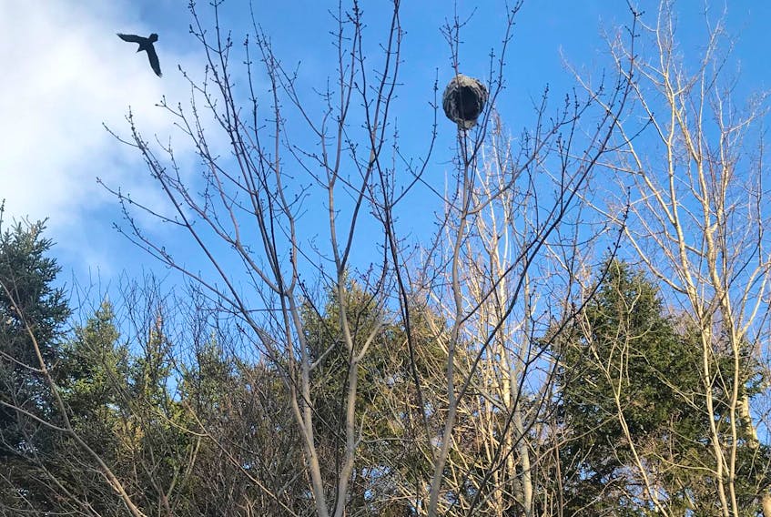 The crow had a bird’s-eye view of the wasp nest that Hanna Nicholls spotted from the ground on her walk at Head of St. Margaret’s Bay.