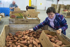 
Cheryl Nickerson Blackburn boxes up sweet potatoes with her coworkers Lindsay Rice and Tami Johnson from Health Canada as they volunteer at the Feed Nova Scotia warehouse on Friday afternoon. - Ryan Taplin
