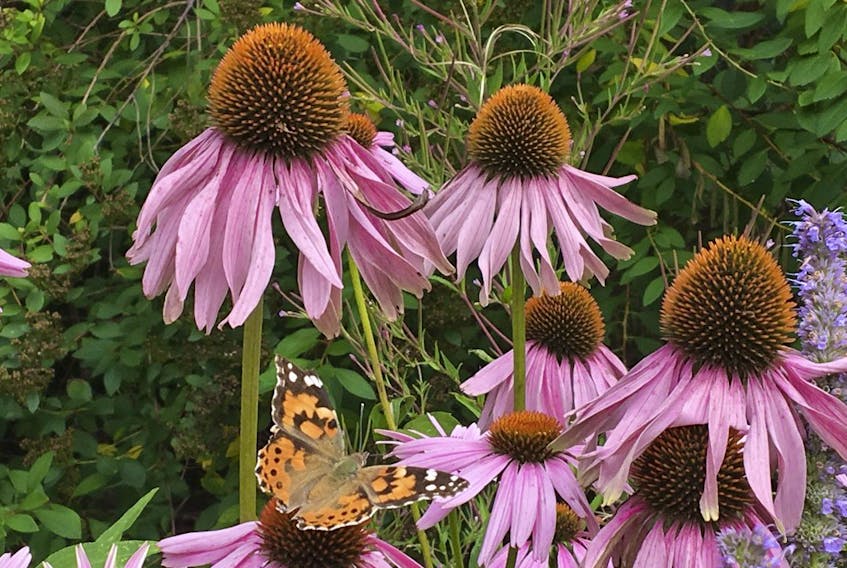 When planning new garden beds, consider the bees and butterflies. Popular pollinator plants include coneflowers, asters, bee balm, and milkweed.