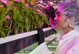 A lab technician looks over some plants at the TruLeaf Sustainable Agriculture facility in Bible Hill. Late last year, McCain Foods took over management of the Halifax-based company.