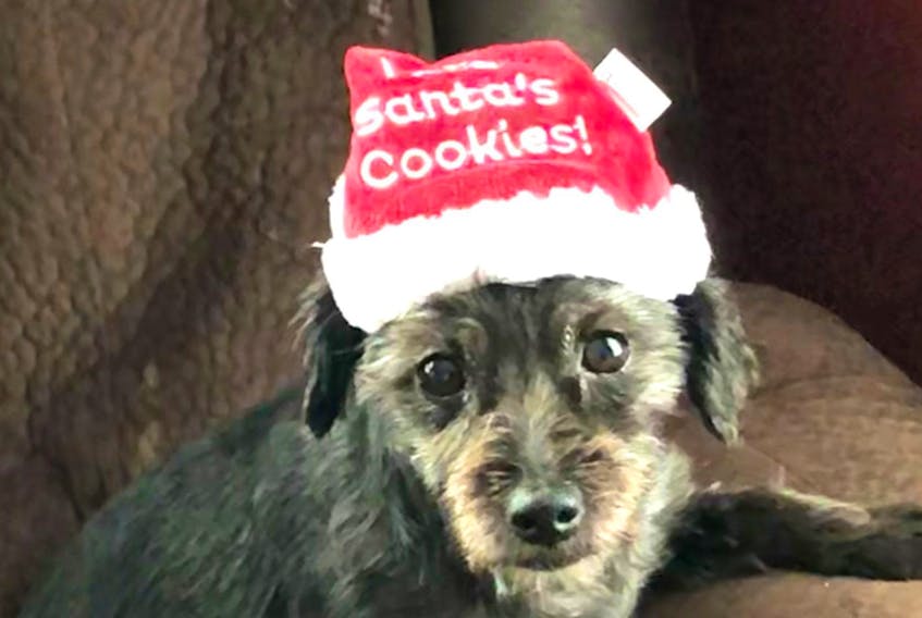 
Roxy, an eight-year-old yorki-poo, was rescued by Coastal K9 Rescue Society, but has not been able to find a foster home. (Contributed)
