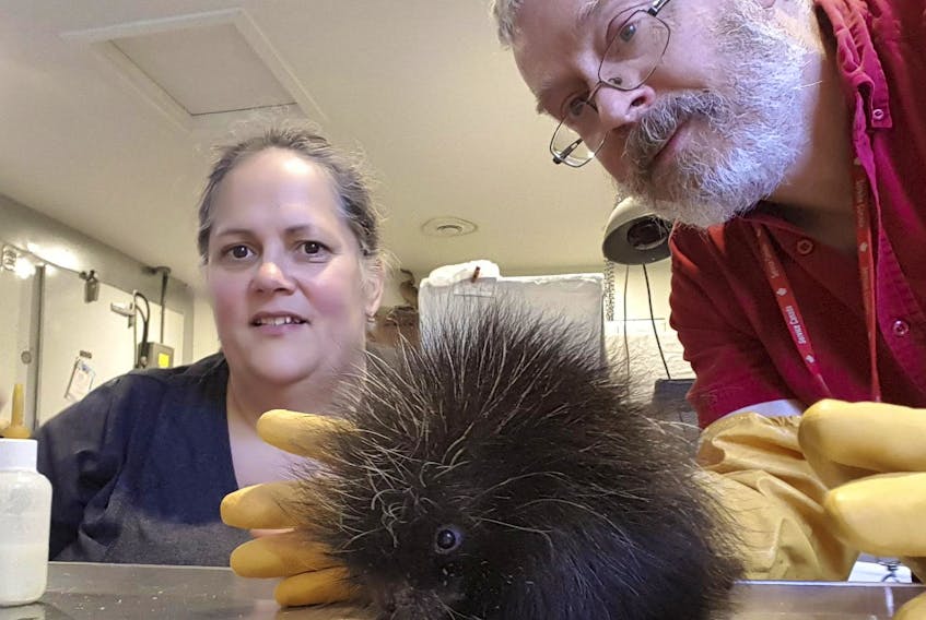 Murdo Messer is shown with his late wife Helene Van Doninck at the Cobequid Wildlife Rehabilitation Centre in Hilden. The couple founded the centre and shared a particular affection for porcupines.