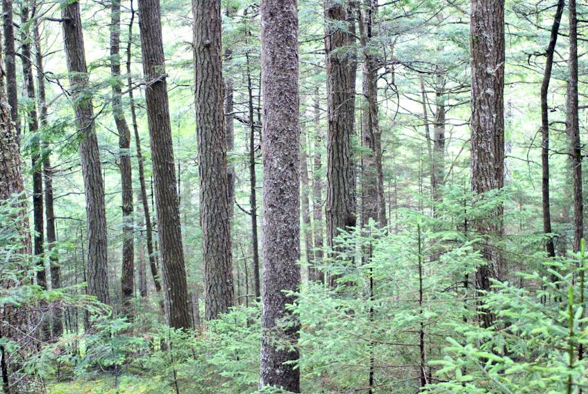 
A stretch of the Coolen Lake Old Growth Forest, near East River.
