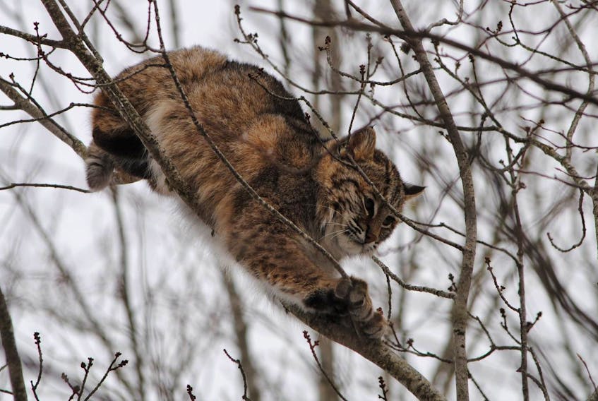 
A bobcat stands guard in Middle Musquodoboit after being chased up a tree by another bobcat on Wednesday afternoon. - Karen Dean
