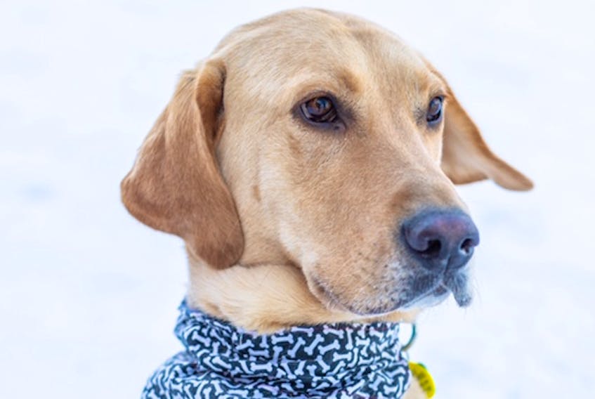 
Chewie is a handsome, active four-year-old yellow Labrador retriever. - Jody O’Brien 
