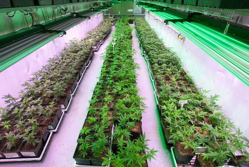 Cannabis plants intended for the medical marijuana market grow at OrganiGram in Moncton, N.B.