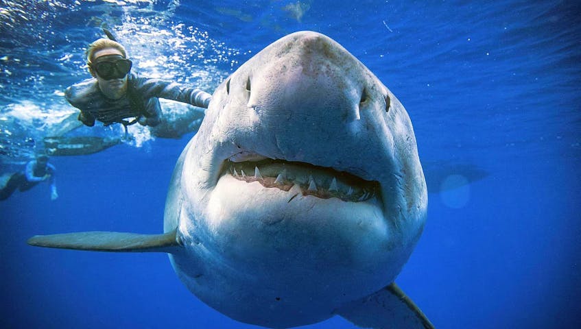 
In this Jan. 15, 2019 photo provided by Juan Oliphant, Ocean Ramsey, a shark researcher and advocate, swims with a large great white shark off the shore of Oahu. Fred Whoriskey, executive director of the Ocean Tracking Network at Dalhousie University, also said the population of white sharks in the North Atlantic is rebounding and may eventually once again see predators of comparable size.
