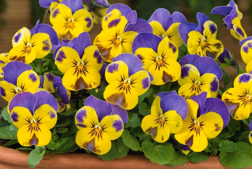  It’s almost time to start seeds indoors for pansies and violas. This beautiful new variety has eye-catching purple and yellow splotched flowers and is a great choice for containers and garden beds.