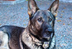 
After an illustrious eight-year career with the Halifax Regional Police, police service dog Steeler has officially retired from the K-9 Unit. - Halifax Regional Police handout
