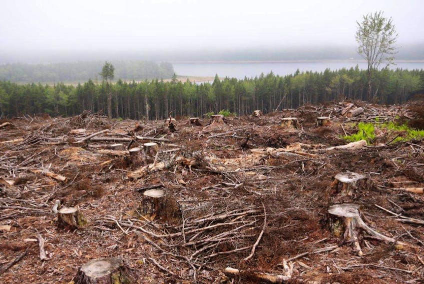 A photo of clearcut lands in 2014. The forestry industry seems to be approaching crisis. Nova Scotia ought not to be caught unawares.