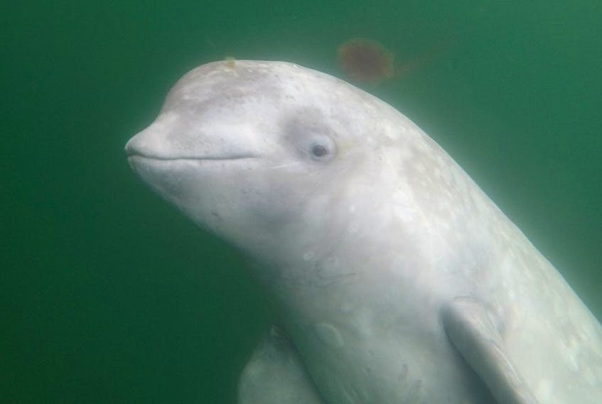 
A sanctuary group is looking for a seaside protection area for belugas being retired from entertainment parks. - Catherine Kinsman
