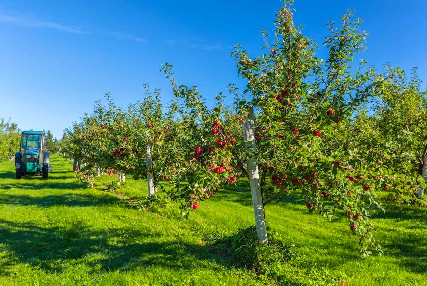 Times are good for Nova Scotia apple farmers, exports have doubled in recent years. Food expert Sylvain Charlebois they may benefit further due to recent changes to the Canada food guide.