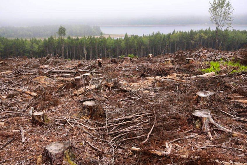 
A photo of clearcut lands in 2014. - Contributed
