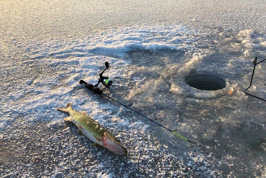 
A chain pickerel sits on the ice of St. Croix Pond in Hants County. The pond was once stocked with trout to be used for a learn to fish program for elementary school students, but the apparent illegal introduction of the pickerel into the small pond has played a part in the program having to be moved elsewhere. - Andrew Waterbury

