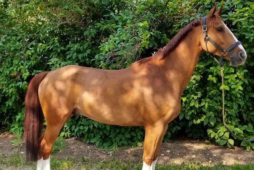 
A horse named Valor SR missing from a Calgary farm is believed to be in Nova Scotia. Valor is a chestnut with four socks and unique face markings.
