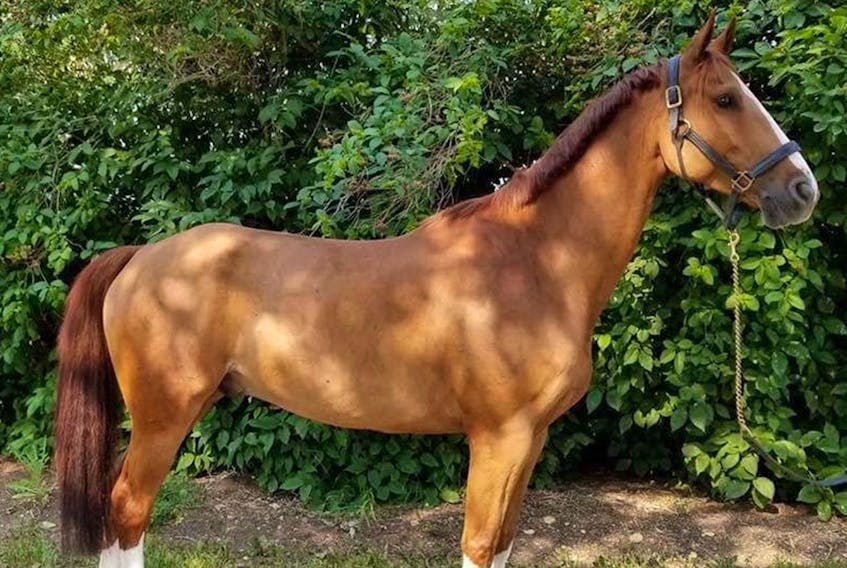 
A horse named Valor missing from a Calgary farm has been found in Nova Scotia. 
