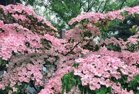 
Kousa dogwood is a stunning, small-growing tree with long-lasting summer flowers, bold fall foliage and an attractive form. - Niki Jabbour
