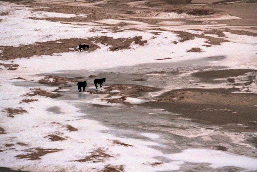 
Wild ponies make their way across a winter Sable Island landscape. - Peter Parsons / File

