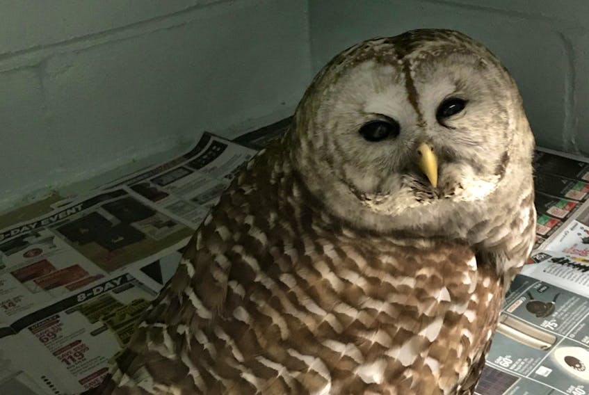 
This barred owl fell from the sky into the bed of Mike Duffney’s truck as he was driving from Lunenburg to Bridgewater on Tuesday morning. - Carol Cunningham
