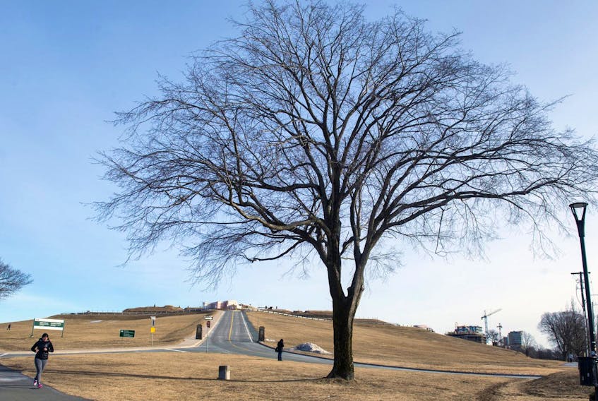 A tree that lives at the bottom of Citadel Hill on Feb. 12, 2019. A winter system swept in overnight between the 12th and 13th, providing staff photographer Ryan Taplin with a chance to show Halifax landmarks from two perspectives. - Ryan Taplin