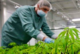 Zenabis Global Inc.’s 255,000-square-foot cannabis cultivation facility in Stellarton will produce up to 18,500 kilograms of dried cannabis annually and sustain around 200 jobs at full production.