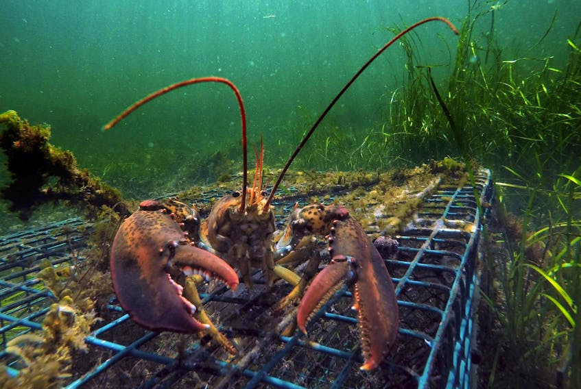 Eric Oliver, assistant professor of physical oceanography at Dalhousie University, says as climate warms there will be more marine heat waves like what was experienced in 2012 when Maine lobsters were caught in record numbers three weeks earlier than normal causing a market glut and a price drop to $2 a pound.