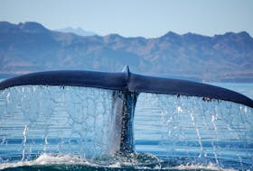 
The tail of a blue whale is seen in a file photo. A University of California research team tracked the response of blue whales to 42 sonar tests over five years. - Contributed
