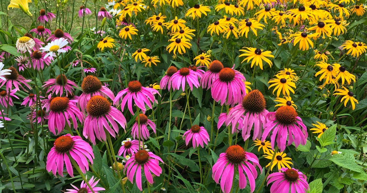 Get Growing Plan For Long Blooming Perennials Saltwire