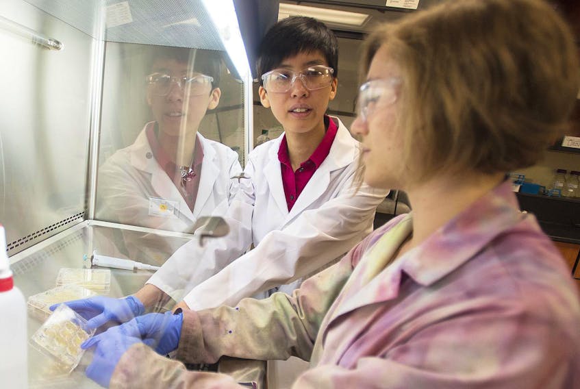 
Clarissa Sit, an assistant professor in chemistry at Saint Mary’s University, looks for antifungal compounds that are produced by bacteria with senior undergraduate student Kaitlyn Blatt-Janmaat inside a SMU research lab. - Ryan Taplin
