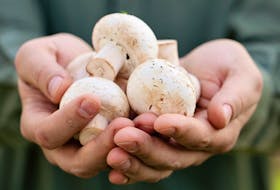
Mushrooms are a healthy food option. 
