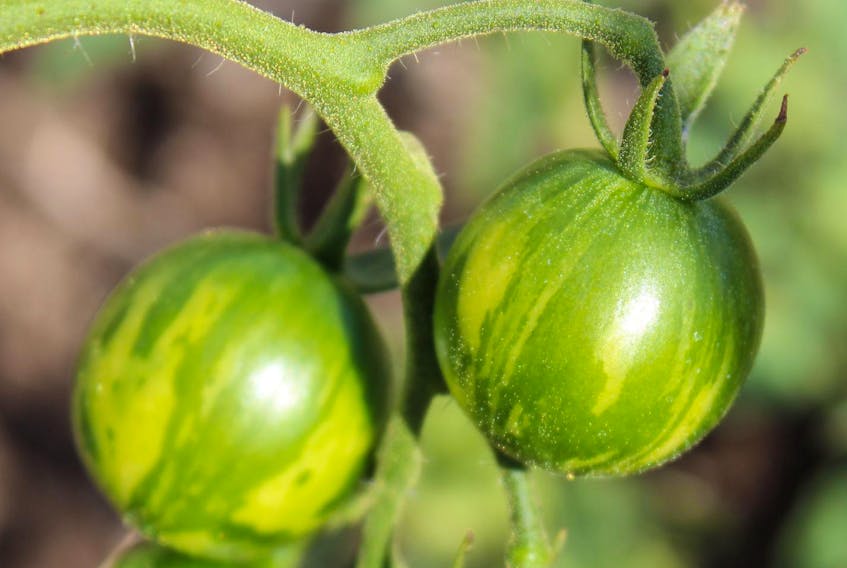 
Tomatoes love heat and hate cold. You have to keep them in a warm sunny spot — and don’t plant until any threat of frost is over.
