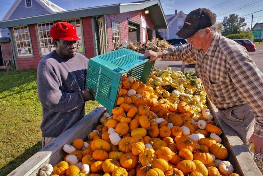 
Jamaican migrant worker Garnett Beson and Noggins Corner Farm owner Andrew Bishop pour out a basket of gourds at the Greenwich farm in 2009. - Tim Krochak
