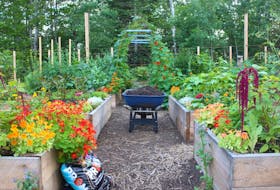 I combine vegetables, herbs, and flowers in my raised vegetable beds. The flowers attract beneficial and pollinating insects to the garden.