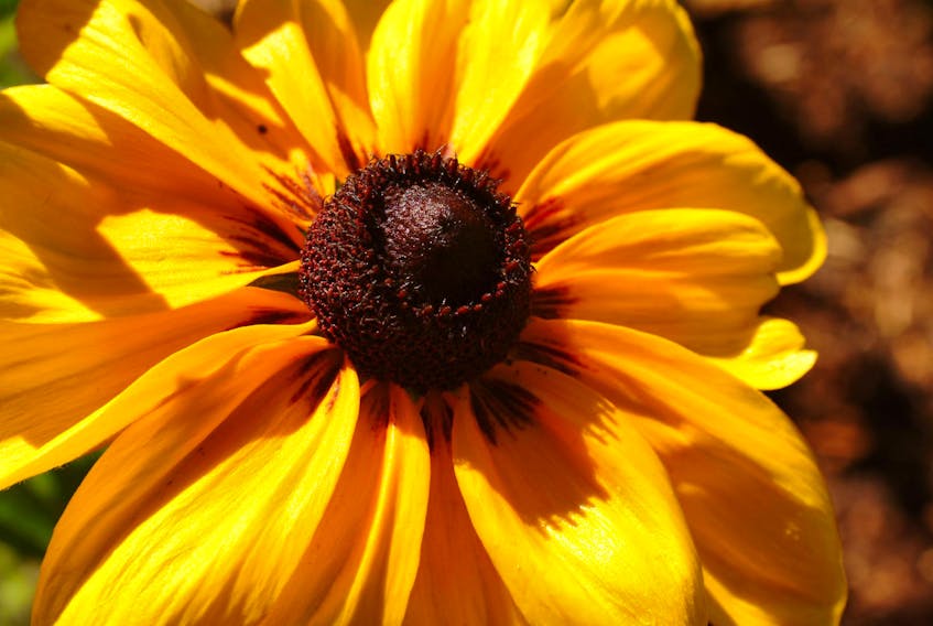 
 Bees need plants. This year, why not put in some great annuals like sunflowers. 
