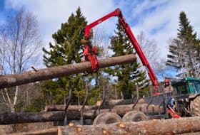 
Peter Spice and his wife, Pat, mainly cut red spruce that go to various sawmills around the province, however, low quality or standing dead wood heads to Northern Pulp in Pictou County. - Aaron Beswick
