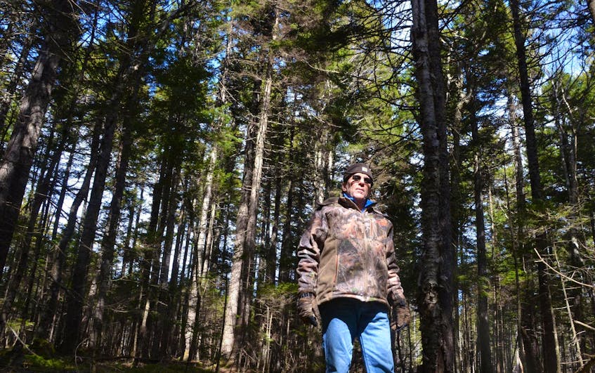 Peter Spicer runs Seven Gulches Forest Products with his wife, Pat. He is pictured in a stand of mature red spruce on the 650 hectare woodlot his family has managed in Spencer’s Island, Cumberland County, for seven generations.