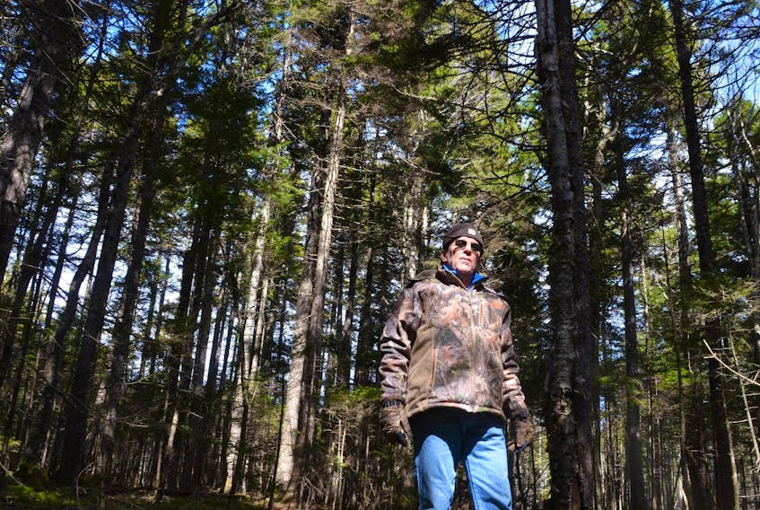 Peter Spicer runs Seven Gulches Forest Products with his wife, Pat. He is pictured in a stand of mature red spruce on the 650 hectare woodlot his family has managed in Spencer’s Island, Cumberland County, for seven generations.