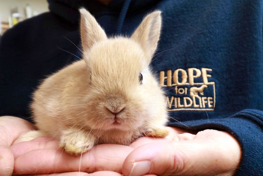 
April 18, 2019—Amy Honey holds on to a rescued small domestic bunny, approximately four weeks old, was found in a graveyard. The Seafort resident, who works with Hope for Wildlife, has a rescue organization Honey’s Bunnies Rabbit Rescue organization. - Eric Wynne
