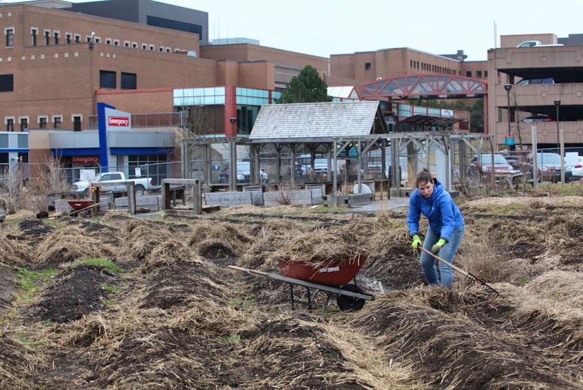 
Jessie Dale rakes hay that used to cover garden rows as Common Roots Urban Farm volunteers work to clean up the site at the corner of Bell Road and Robie Street, the former site of the Queen Elizabeth High School on Saturday, April 20, 2019. - Eric Wynne
