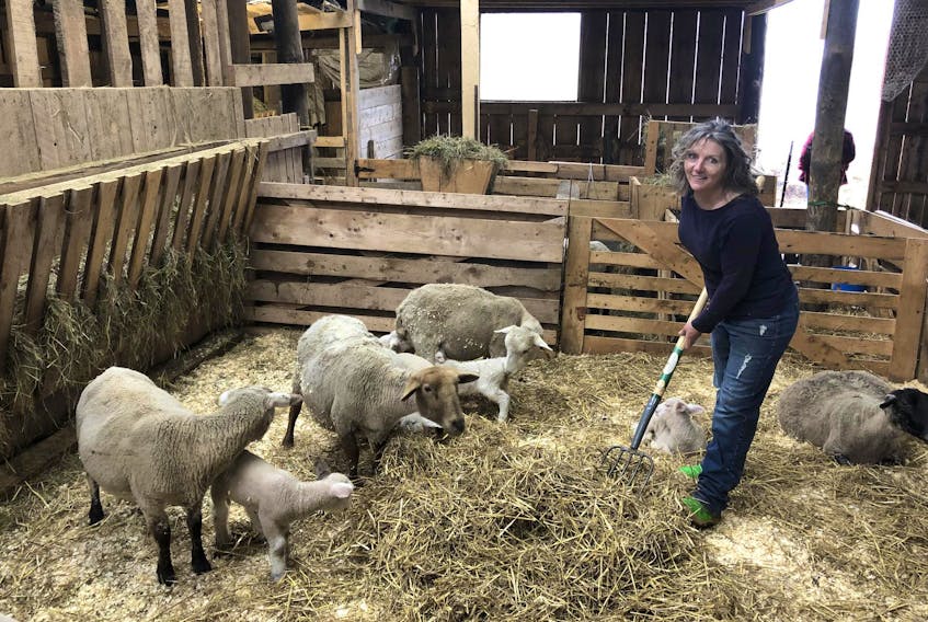 
Krista Wentzell-Harding is a Lunenburg County shepherd. - John DeMont 
