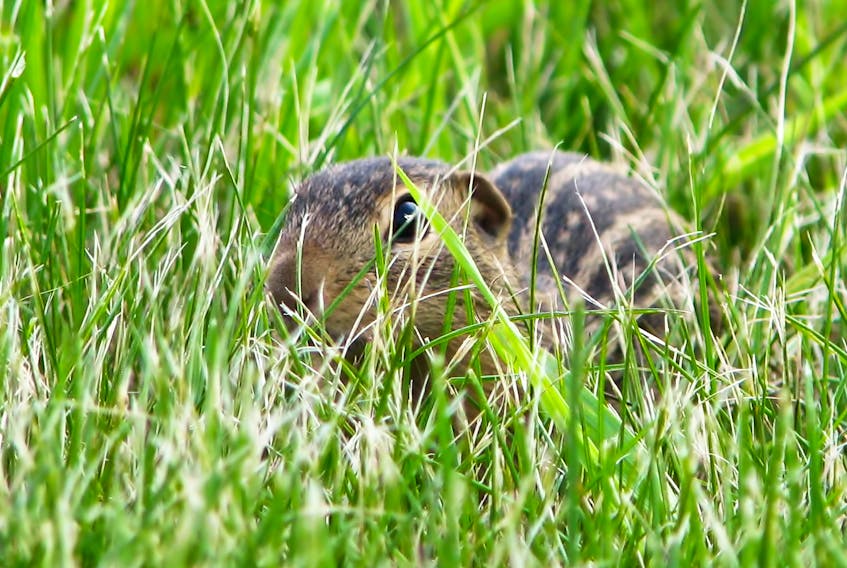 
A family of gophers had spent the night diggin holes in Carson’s lawn last year.
