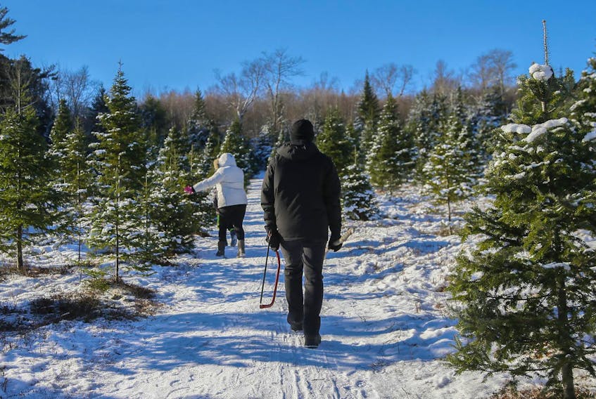 
A family heads out to find their tree at a Christmas tree farm in Beaverbank, N.S., on a fine snowy morning Dec. 9, 2018. - Tim Krochak
