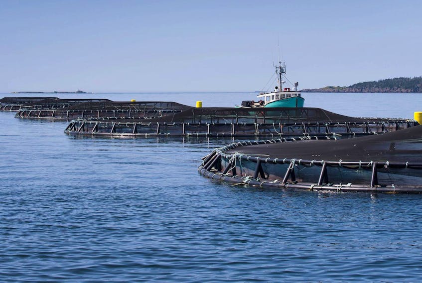 
A view of one of 10 Cooke Aquaculture salmon farms in Nova Scotia; this one is in the Bay of Fundy off the shore of Meteghan. - File
