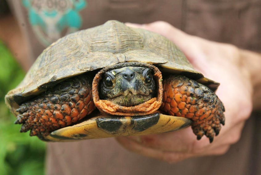 Farmers can get up to $15,000 over five years to help protect wood turtles and their habitat.
