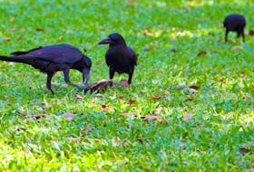 
The crows are eating the grubs in your lawn and the grubs are happily snacking on the roots of your Kentucky Bluegrass.
