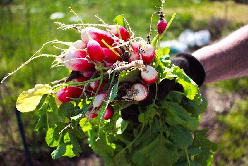 Spring crops like radishes are popping up at all the local farmers' markets.