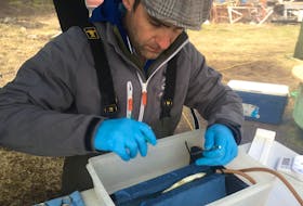 
Edmund Halfyard, research scientist with the Nova Scotia Salmon Association, installs an acoustic transmitter in a salmon smolt. - Aaron Beswick
